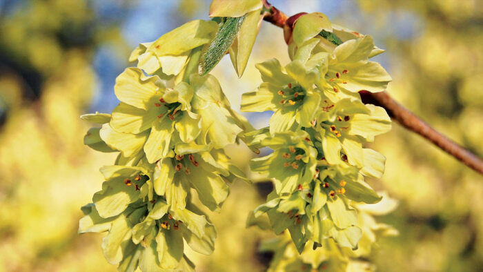 Longwood Chimes Winter Hazel