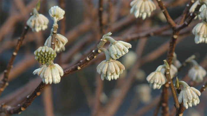 Paperbush