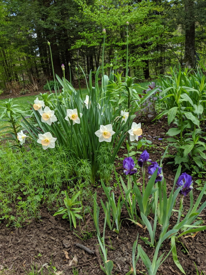 Spring of Hope - Fine Gardening