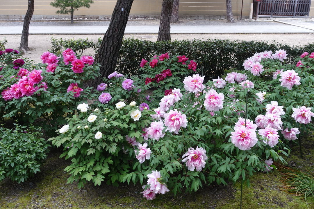 Image of Peony plant in full bloom