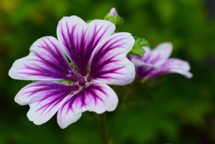 Perfect Plant Portraits - Fine Gardening