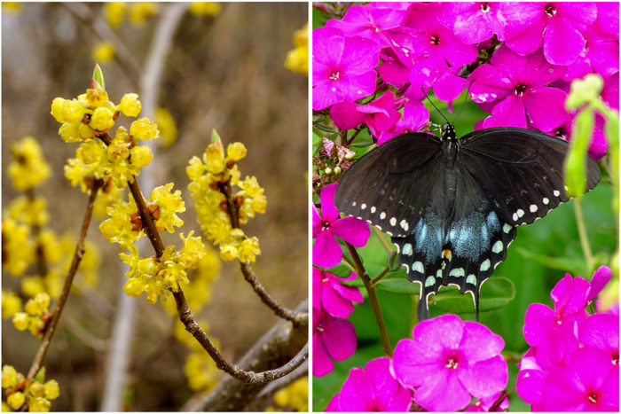 Spicebush (left) and spicebush swallowtail (right) 