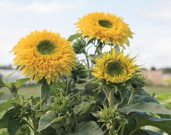 'Lemonade' Sunflower