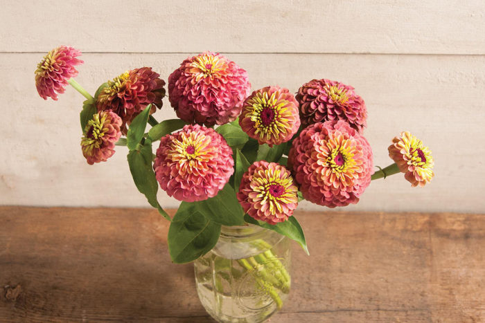 queen red lime zinnia