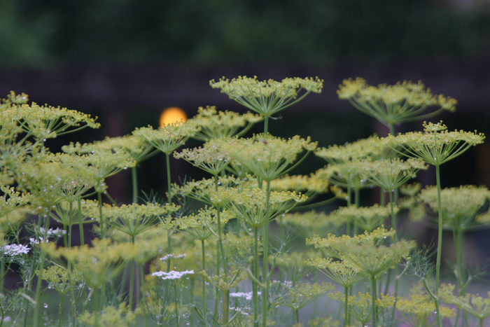 dill bouquet