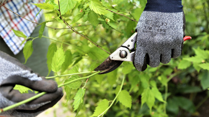 pruning