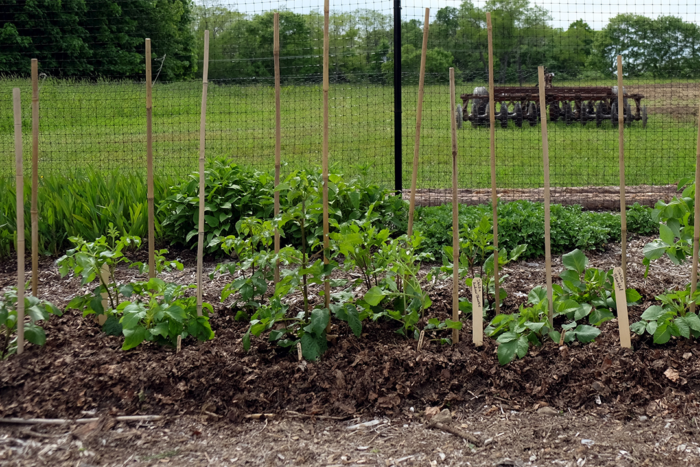 Cutting garden dahlias mulched with shredded leaves