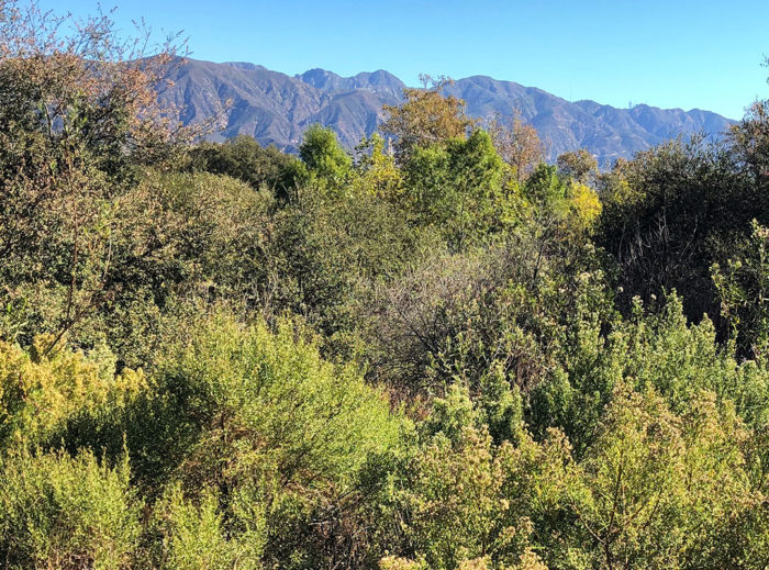 coyote bush