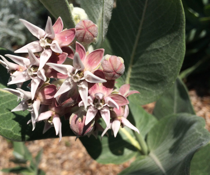 milkweeds before dormancy