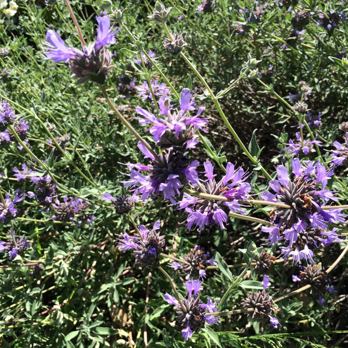 salvia before dormancy