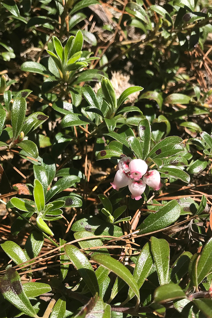 Bearberry