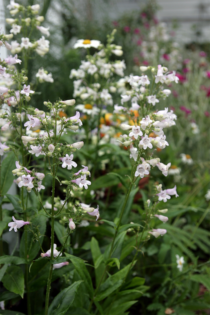 Foxglove beardtongue