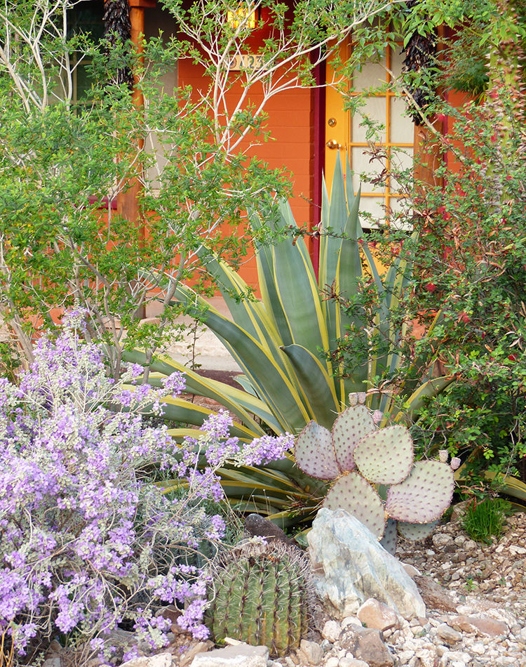 Inside Dan Johnson’s High and Low Desert Gardens - Fine Gardening