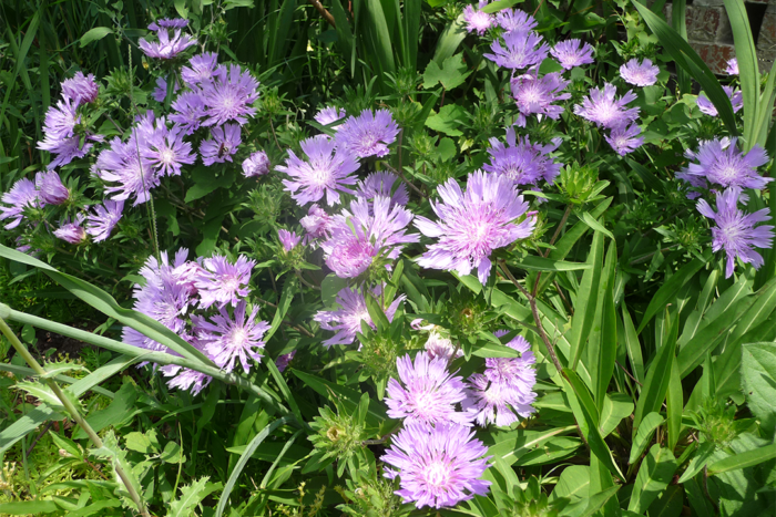 Stokes’ aster