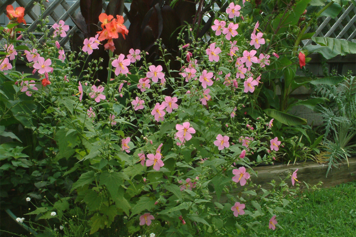 Virginia saltmarsh mallow