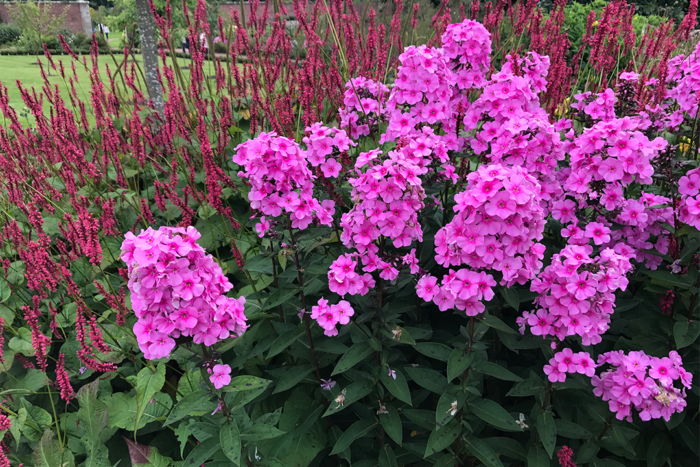 bright pink phlox