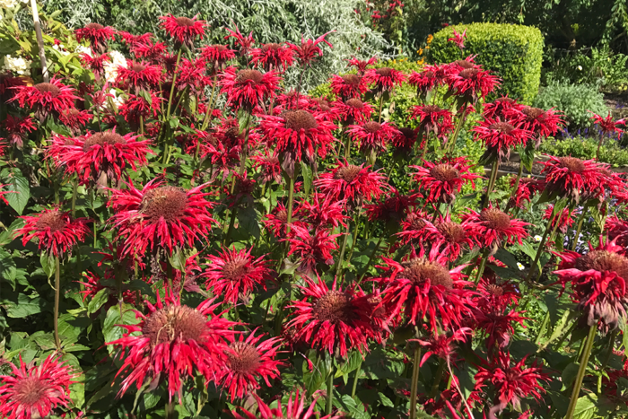 red bee balm