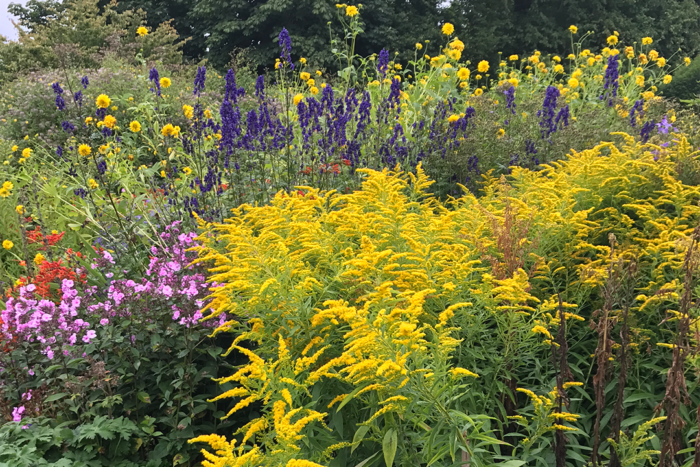 goldenrod and other colorful flowers