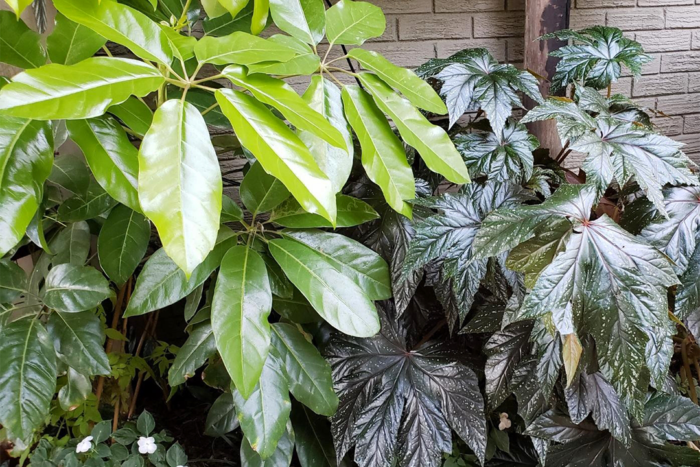 Umbrella plant and angel wing begonia