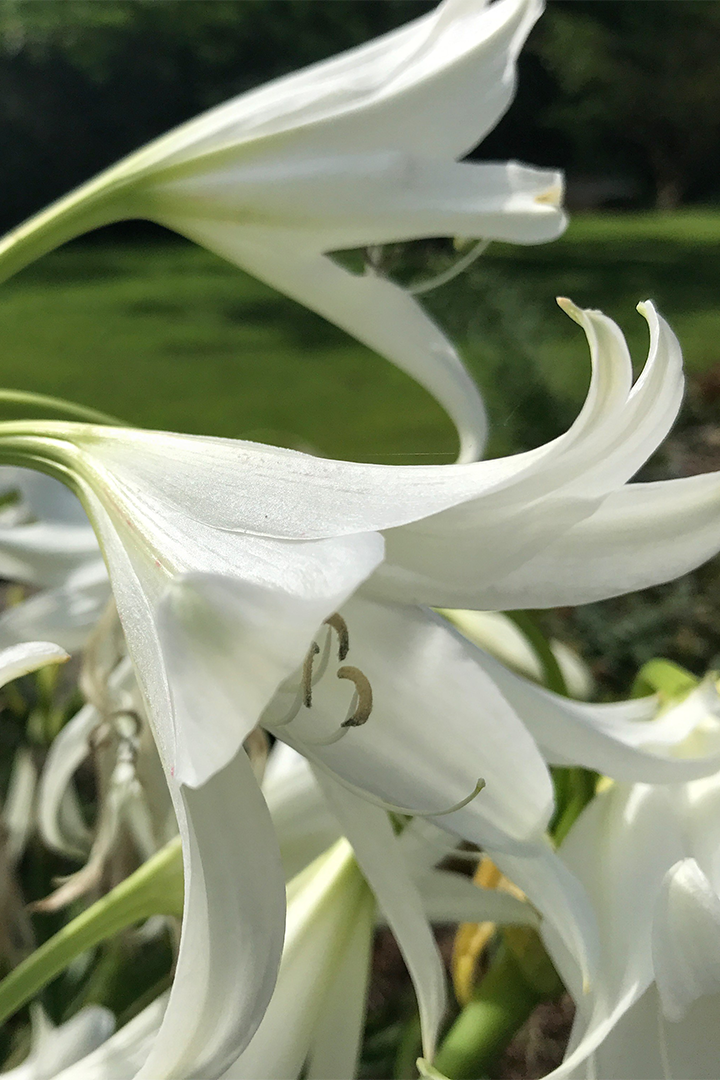 Crinum Lilies Are Long-Lasting Show-Stoppers - FineGardening