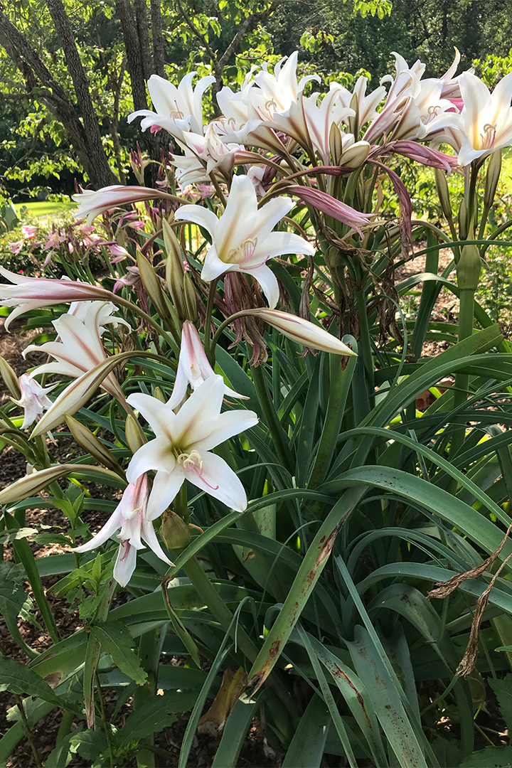Crinum Lilies Are Long-Lasting Show-Stoppers - FineGardening