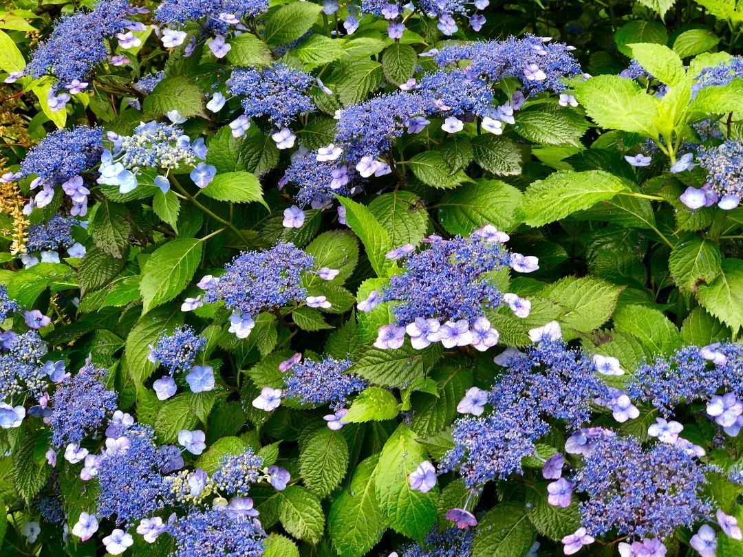 Image of Shrub roses and hydrangeas in a garden