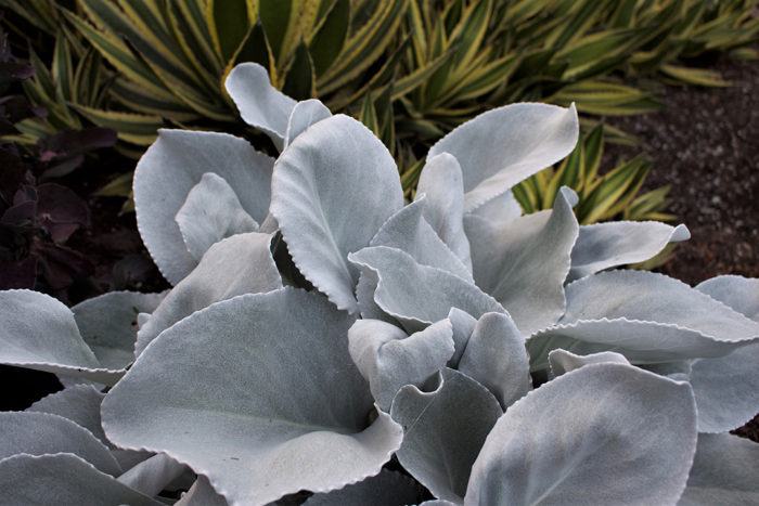 Angel Wings® dusty miller