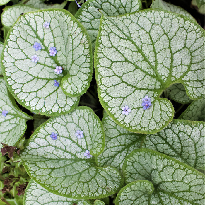 ‘Jack Frost’ brunnera