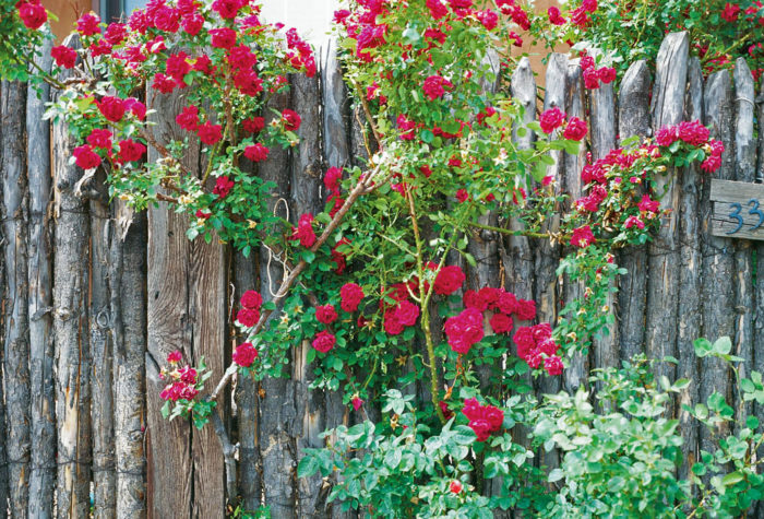 red roses climbing a rustic fence