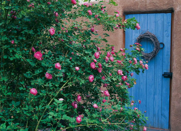 Blue door with tall pink roses nearby