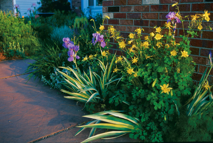 tall yellow and purple flowers outside a brick house