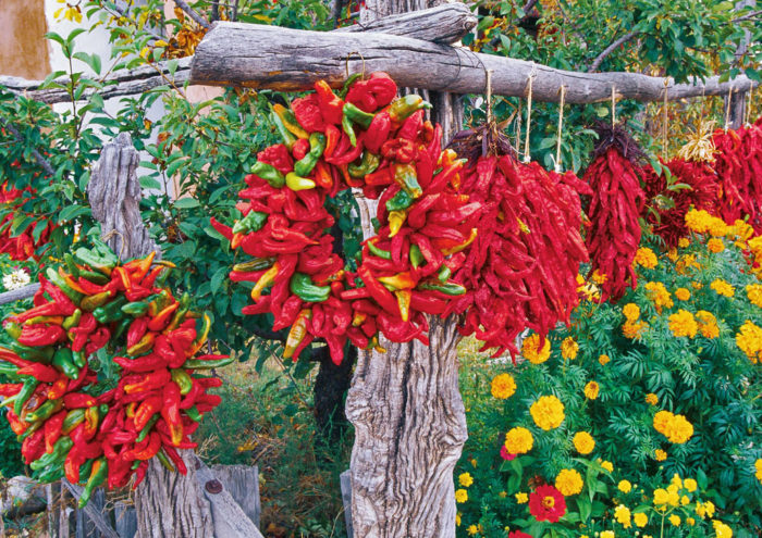 red, yellow, green chili peppers hanging from a wooden frame with red and yellow flowers below.