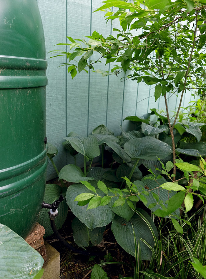 Rain Garden Design - Rain barrel with hosta