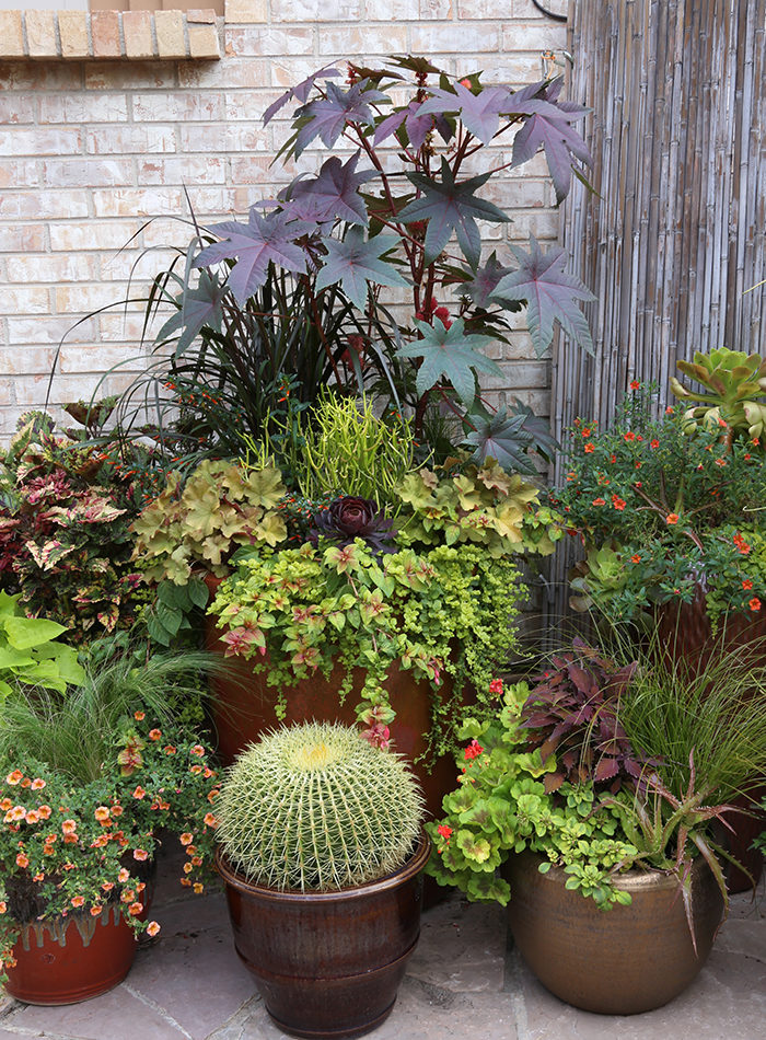 Mixed containers, including both annuals and succulents