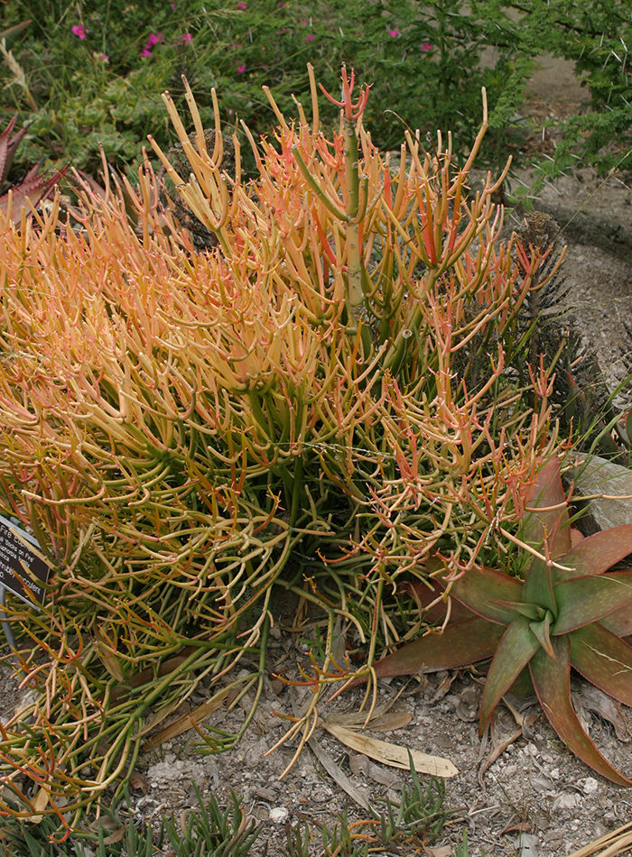 Pencil Cactus