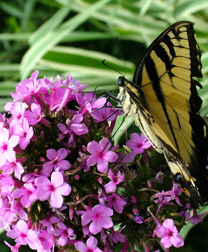 ‘Jeana’ phlox attracts butterflies