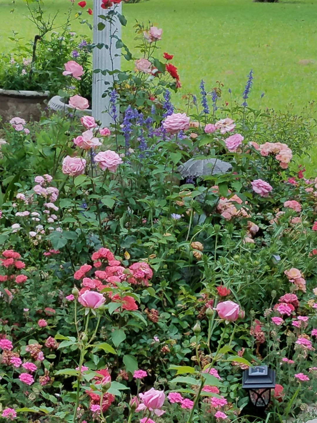 The Best Roses for Your Garden - FineGardening