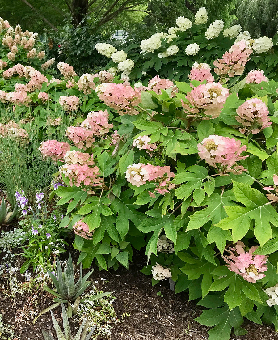 ‘Munchkin’ oakleaf hydrangea