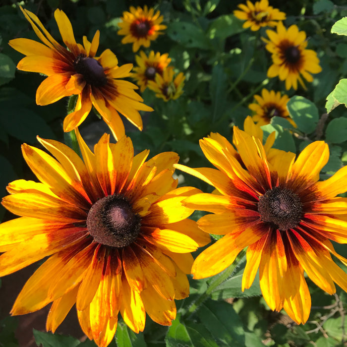 Gloriosa daisies