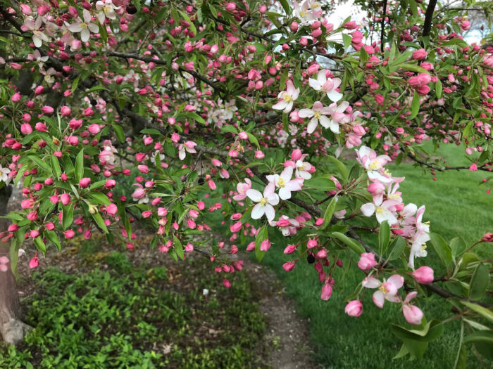 Sugar Tyme flowering crabapple