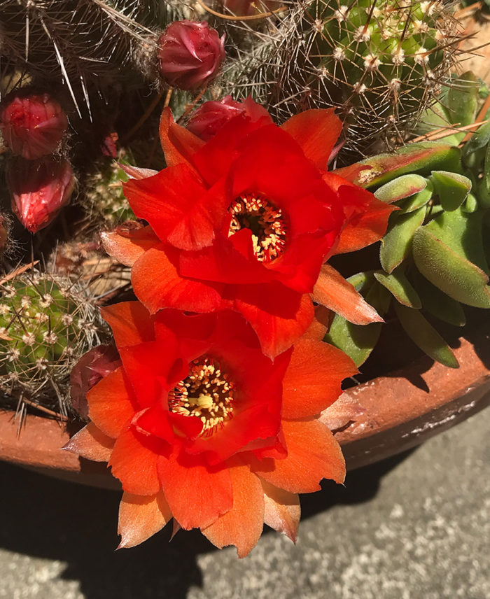 cacti in bloom