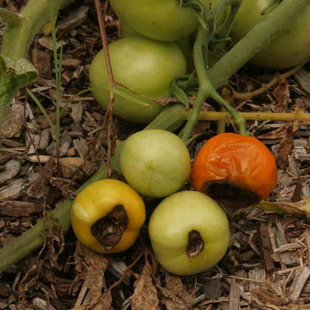 tomato blossom end rot