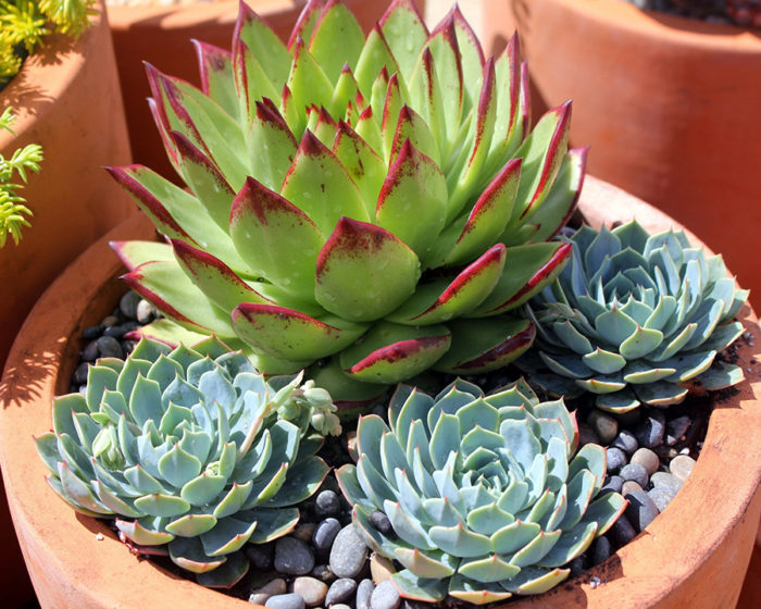 succulent pot