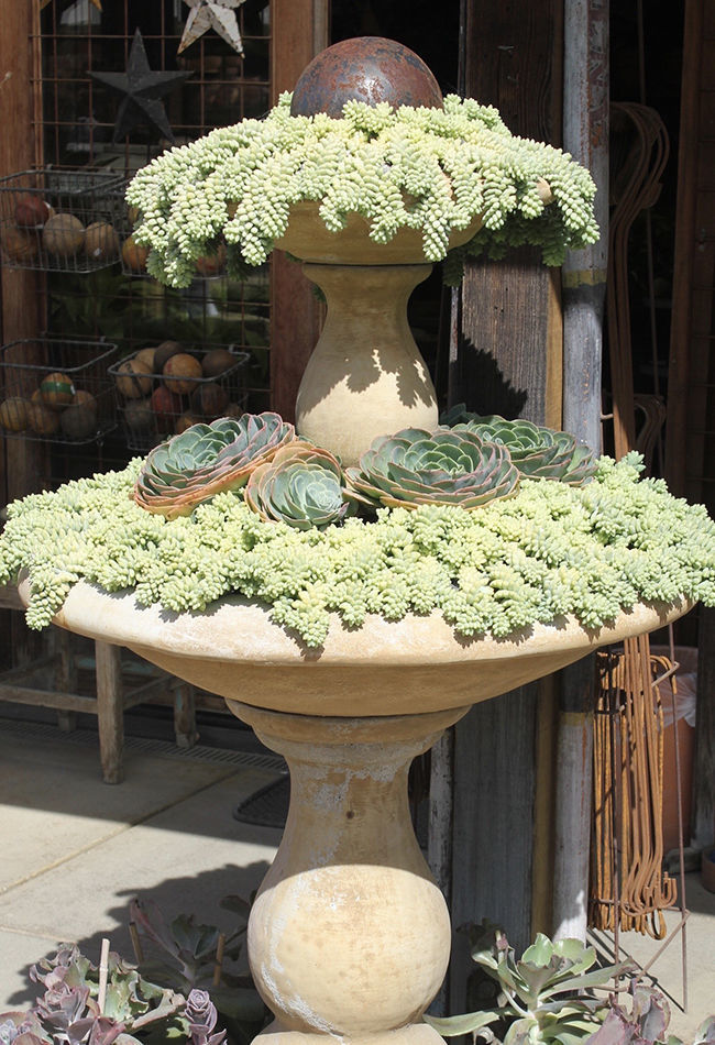 succulent fountain