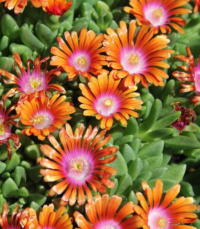 Delosperma Firespinner