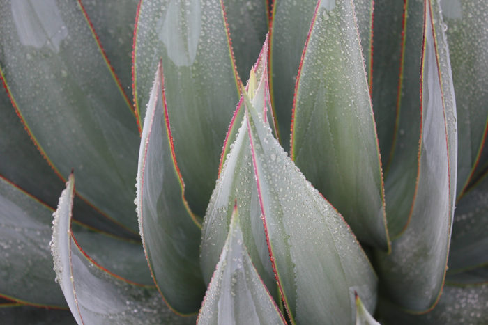 'Blue Glow' agave