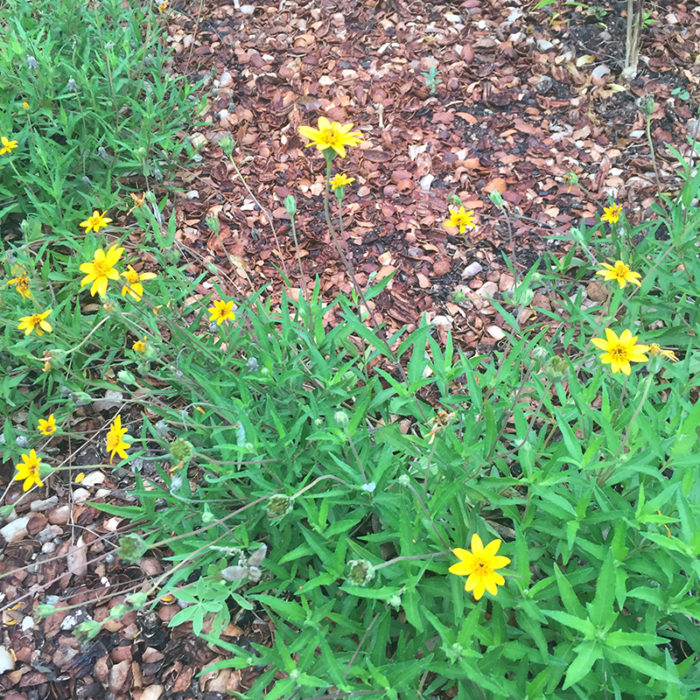 Pecan mulch surrounding orange zexmenia