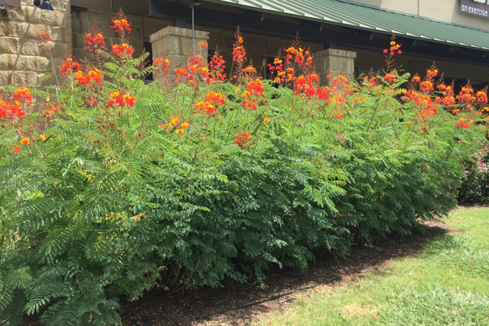 pride of Barbados