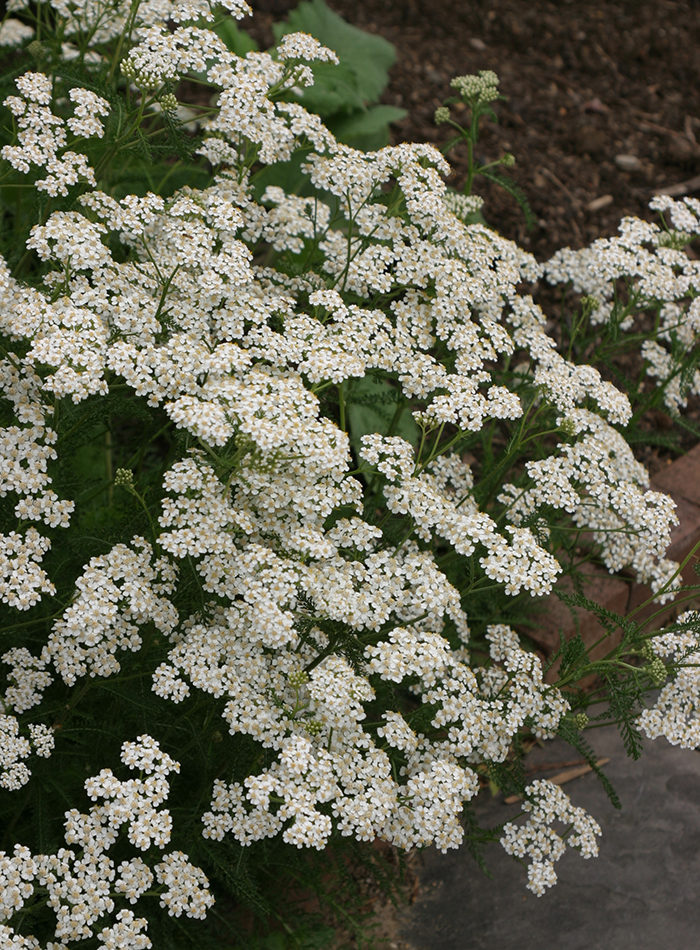 common yarrow