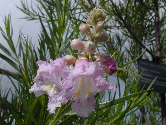 desert willow